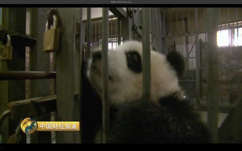 美国饲养员爆料视频大全,震撼视频大全背后的真实故事